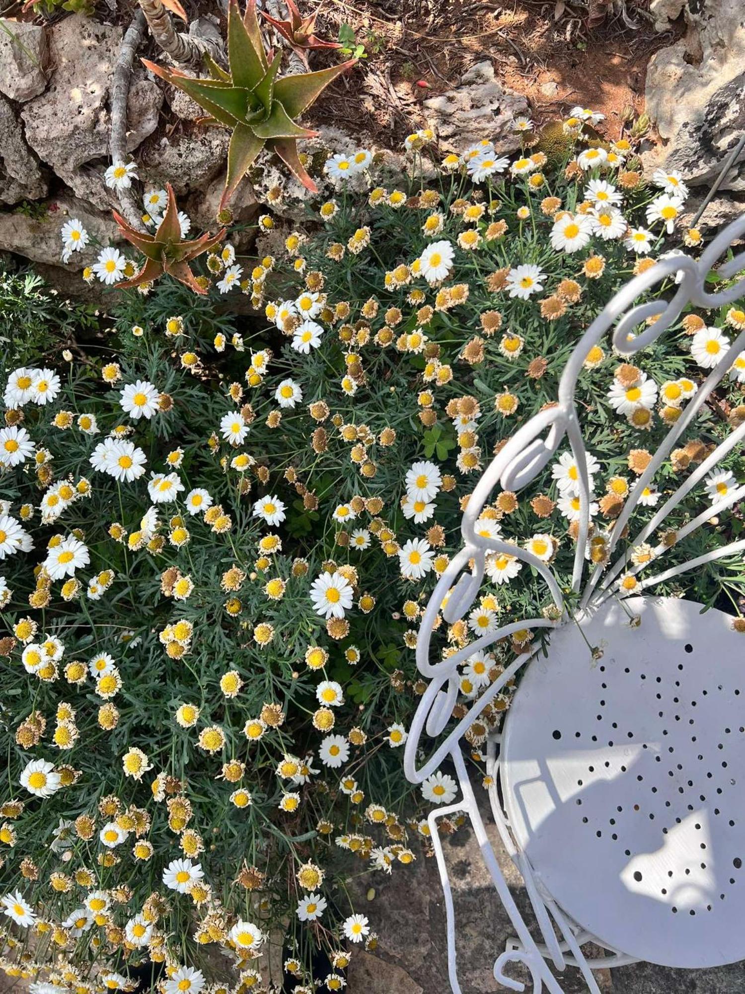 Villa Casa Vacanze Fiore Gallipoli Eksteriør bilde