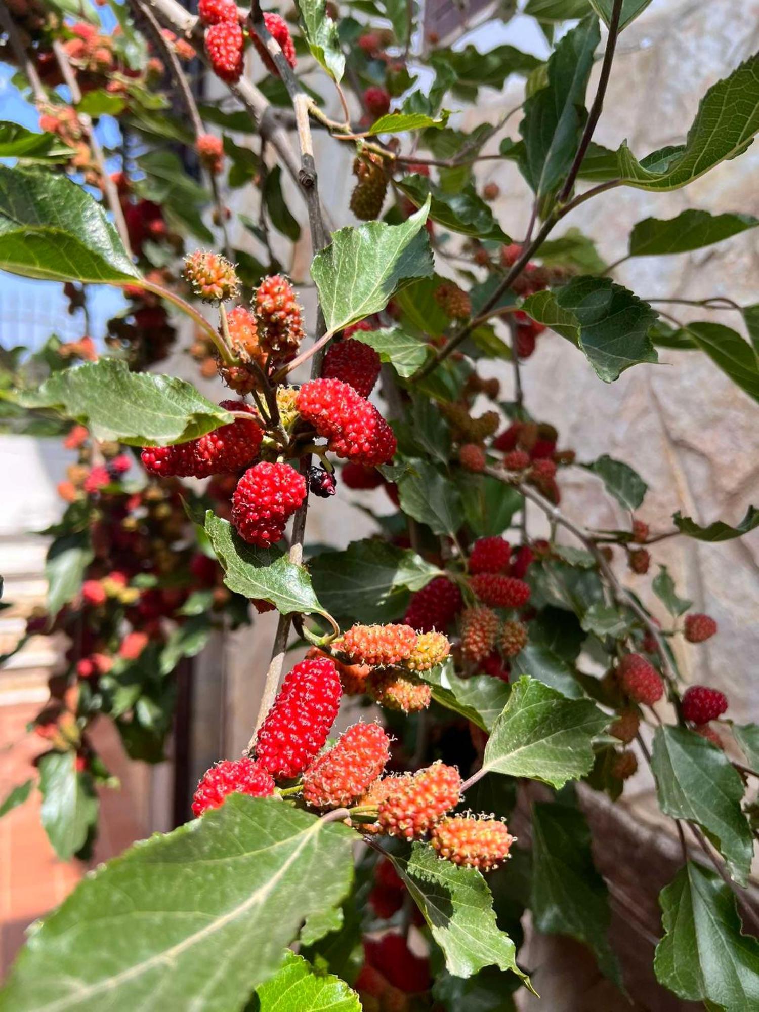 Villa Casa Vacanze Fiore Gallipoli Eksteriør bilde
