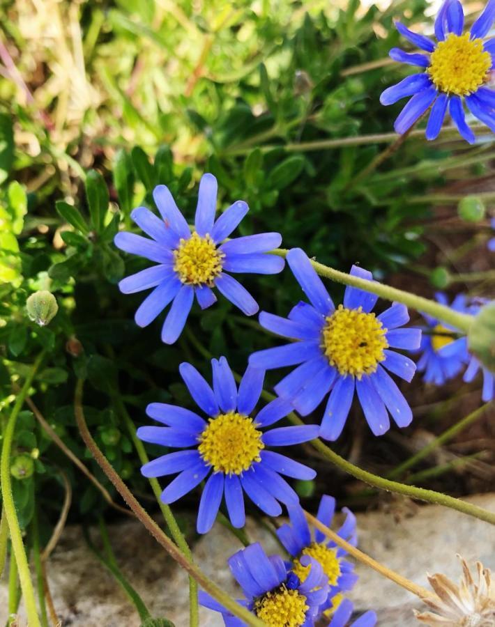 Villa Casa Vacanze Fiore Gallipoli Eksteriør bilde